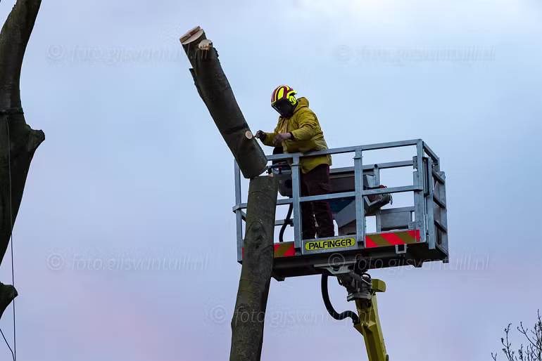 2022 04 07 Einde 250 oude Rode beukenboom